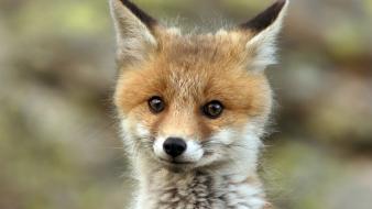 Animals baby foxes red wallpaper