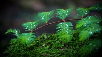 Moss plants water drops wallpaper