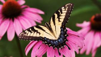 Animals insects purple butterflies wallpaper