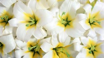 Close-up white flowers yellow background wallpaper