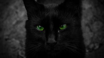 Cats animals black cat green eyes wallpaper