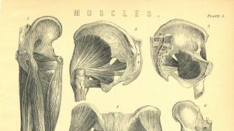 Muscles body parts historical wallpaper
