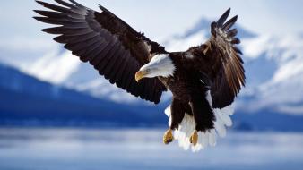 Flying birds animals bald eagles wallpaper