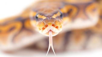 Snakes tongue reptiles depth of field wallpaper