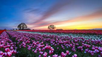 Landscapes flowers tulips wallpaper
