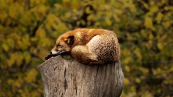 Animals foxes stump wallpaper