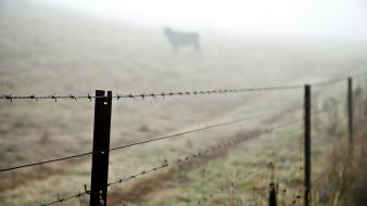 Fences silhouettes barbed wire blurred background cattle wallpaper