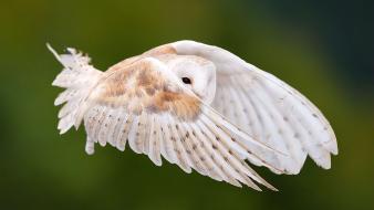 White owl flying wallpaper