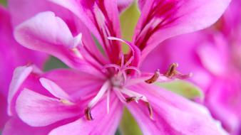 Close-up depth of field flowers nature pink wallpaper