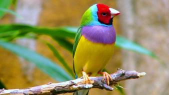 Cute colorful bird wallpaper