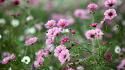 Cosmos flower flowers landscapes macro nature wallpaper