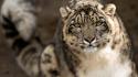 Animals snow leopards tigers wallpaper