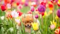 Animals dogs fields flowers tulips wallpaper