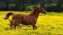 Horses hdr photography wallpaper