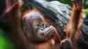 Monkeys baby animals orangutans wallpaper