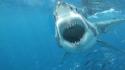 Ocean sharks predators teeth wallpaper