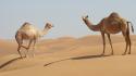 Sand animals desert camels wallpaper
