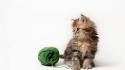 Cats animals daisy kittens yarn ben torode wallpaper