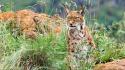 Animals bushes feline lynx wild wallpaper