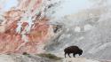 Hdr photography national geographic animals birds buffalo wallpaper