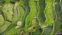 Nature terrace agriculture rural countryman rice terraces wallpaper