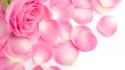 Pink rose petals wallpaper