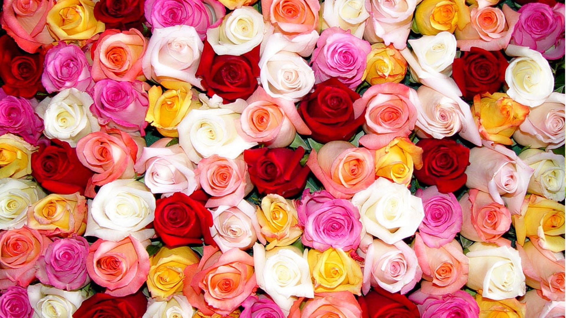 🥇 Colors flowers roses wallpaper | (140311)