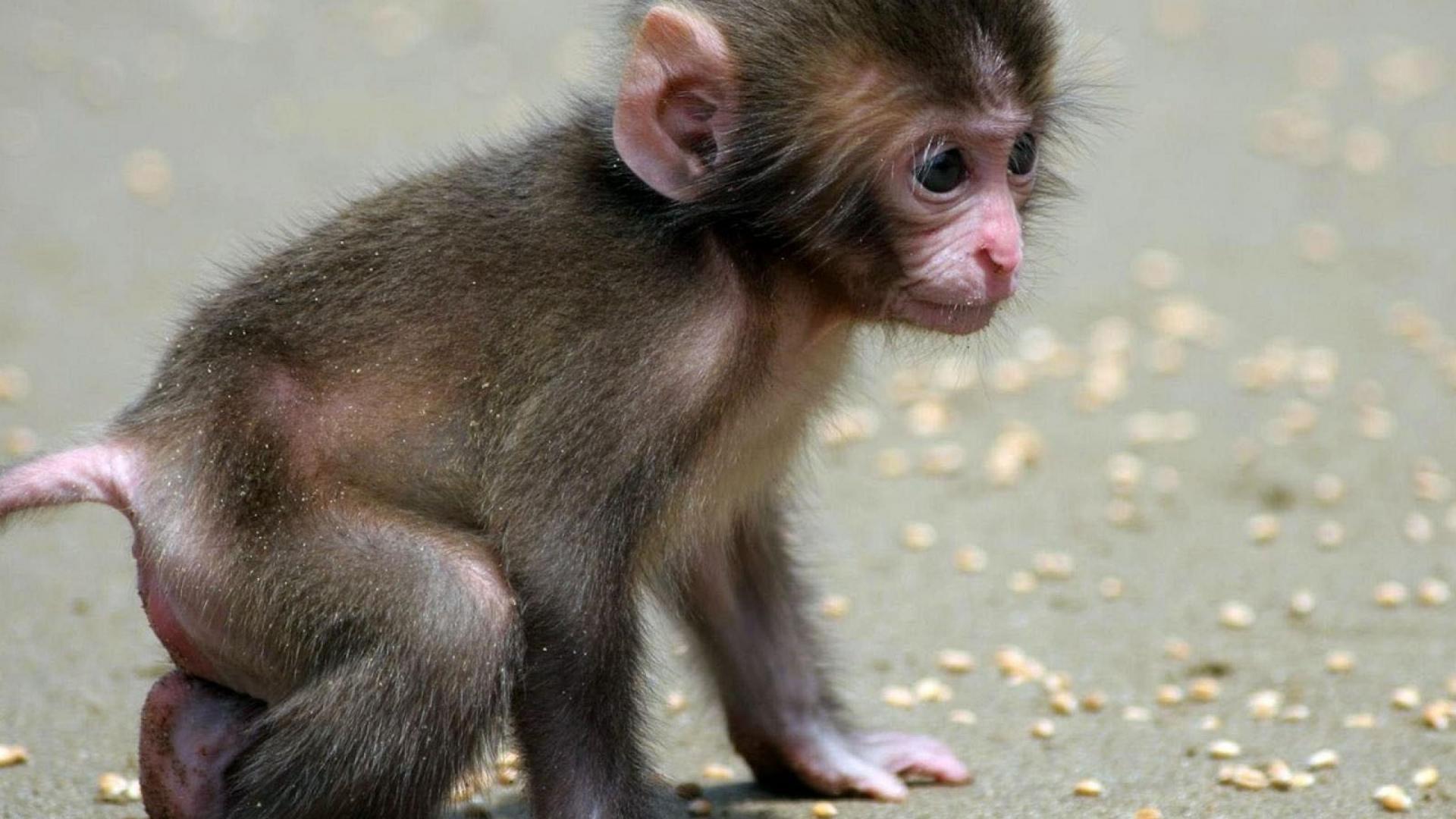 Small monkey. Мармозетка. Ручная обезьянка. Маленькая ручная обезьянка. Милые мартышки.