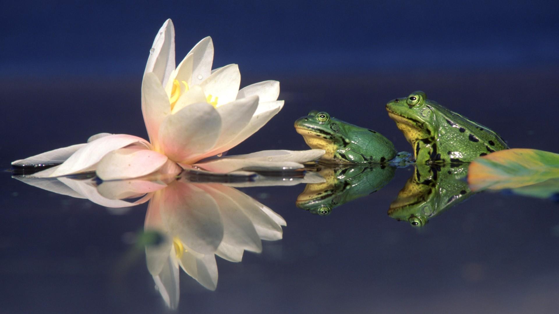 Amphibians Frogs Lily Pads Water Lilies Wallpaper 142291 Images, Photos, Reviews