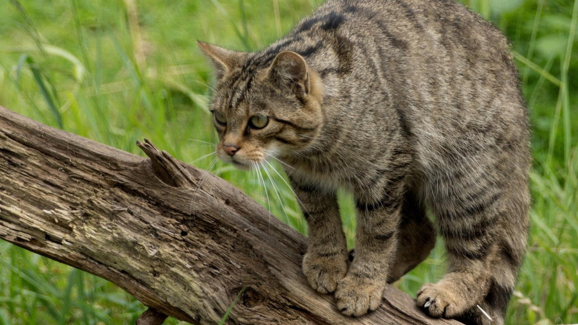 Дикие кошки котов. Европейский Лесной кот камышовый. Шотландский дикий Лесной кот. Шотландская Дикая Лесная кошка. Европейская Дикая Лесная кошка.