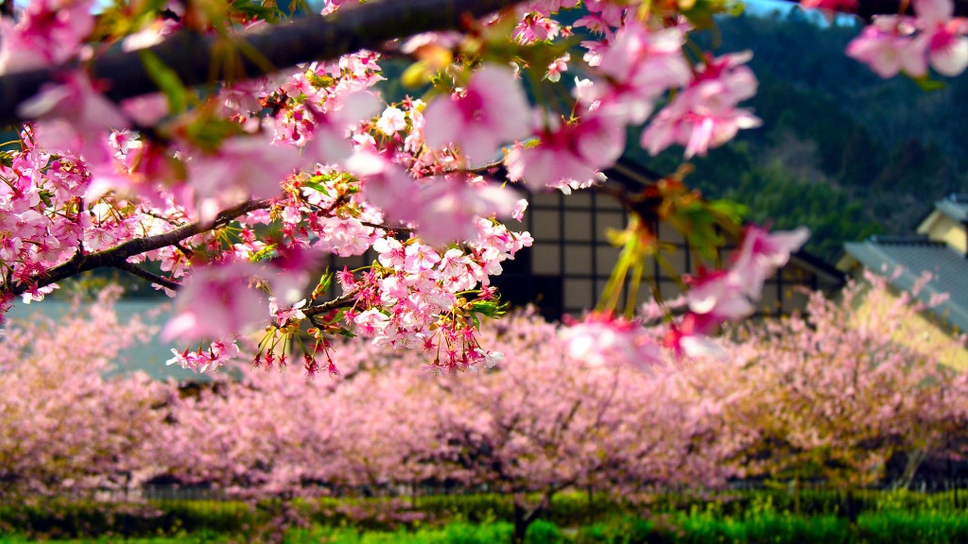 🥇 Japan Cherry Blossoms Flowers Spring Season Wallpaper 63901