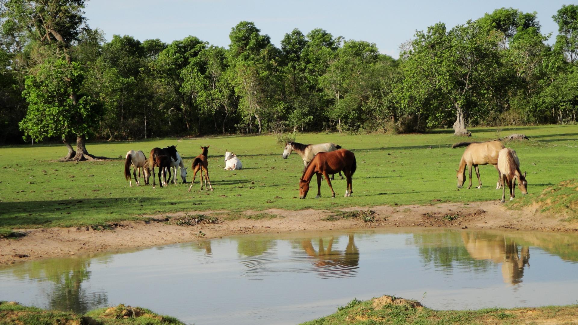 Хорс лейк. Село Иванча озеро лошадь. Fazendas the Pantanal.