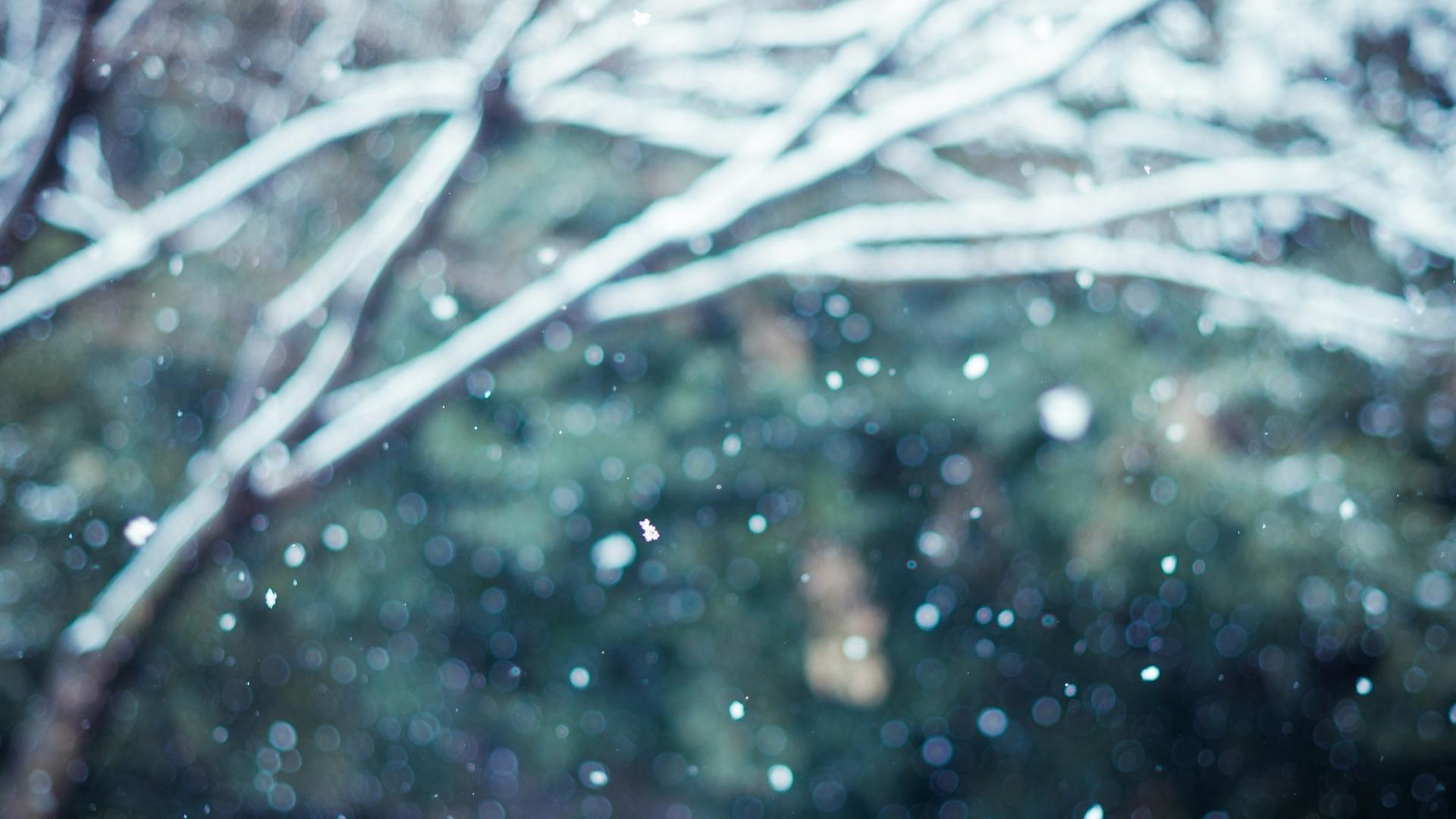 🥇 Snow trees blurred wallpaper | (8808)