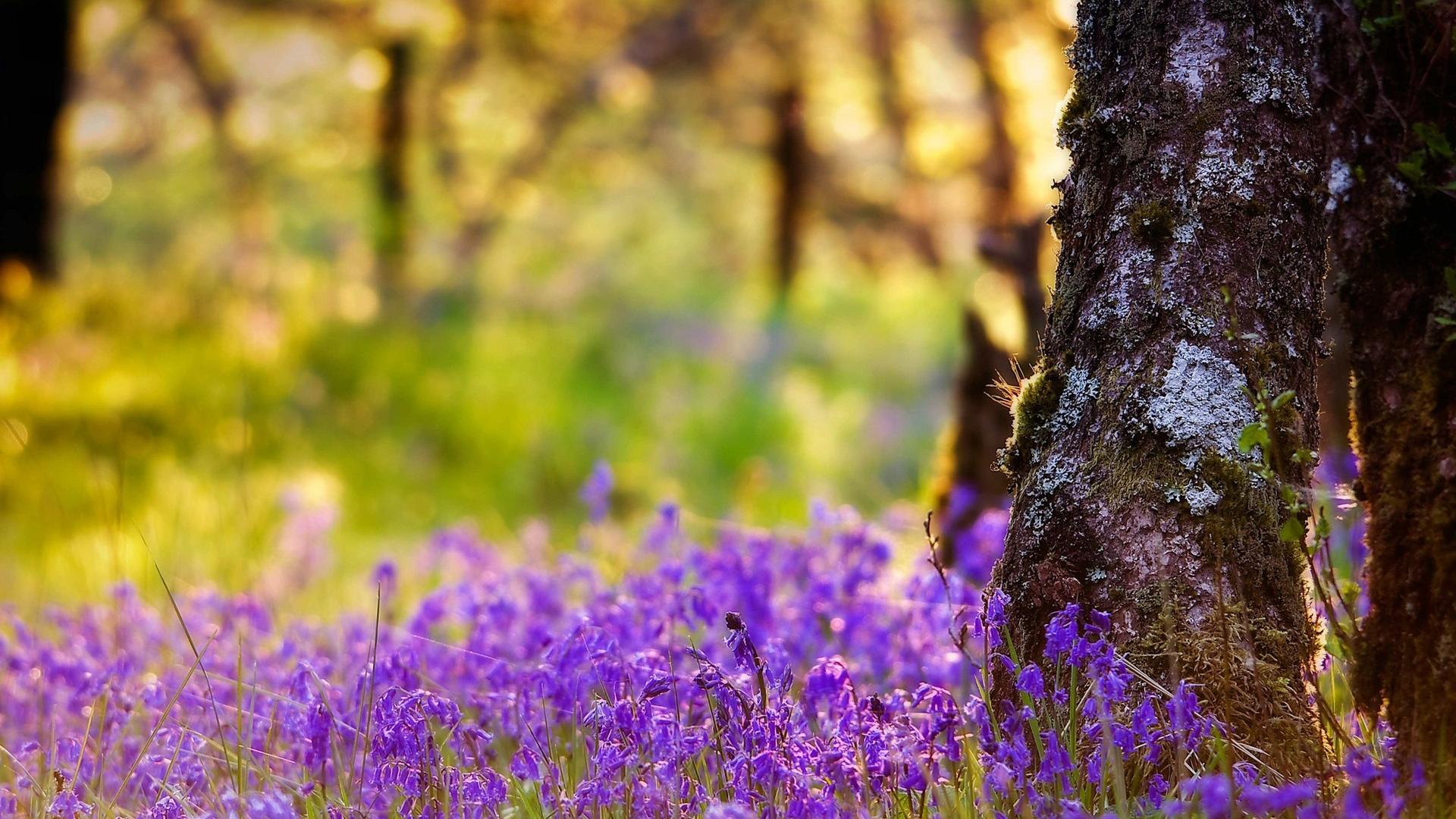 🥇 Nature trees flowers scotland purple blurred background bluebells ...