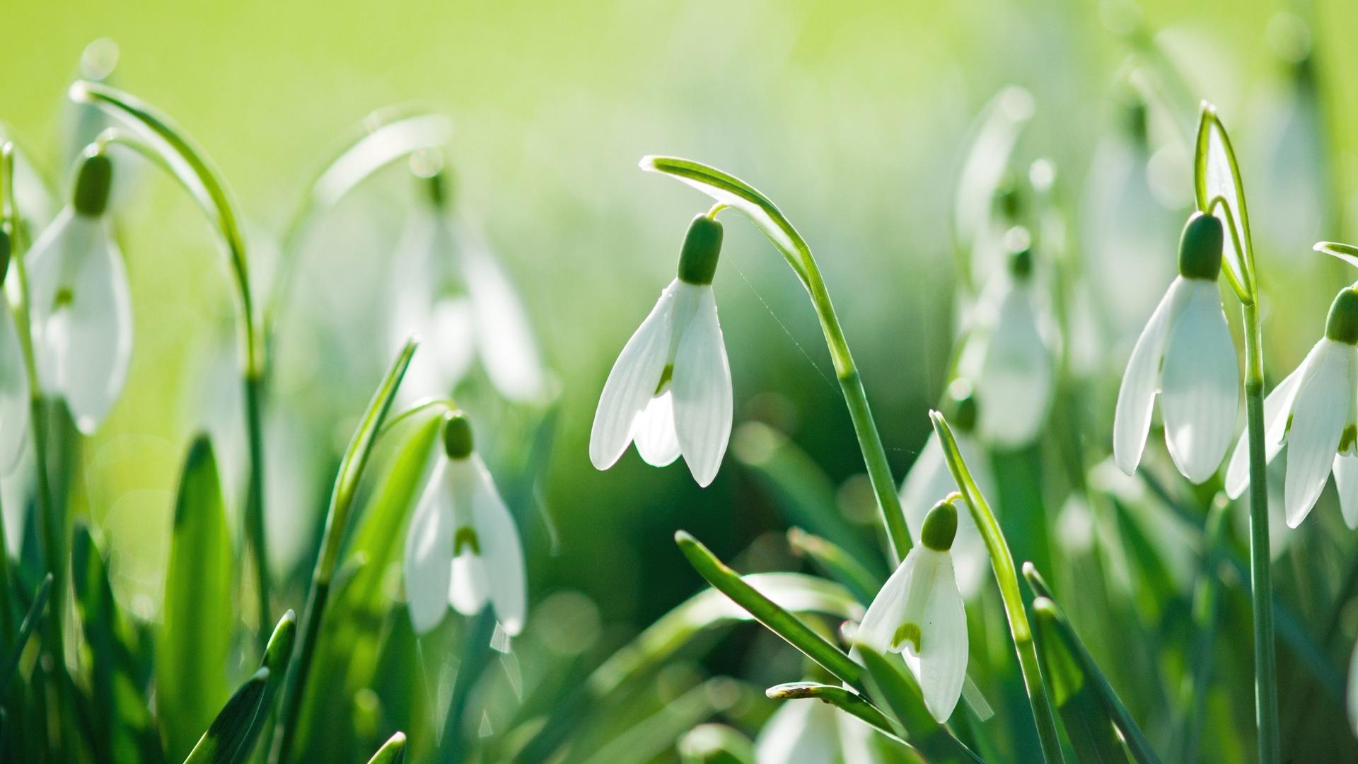 🥇 Flowers snowdrops wallpaper (105763)