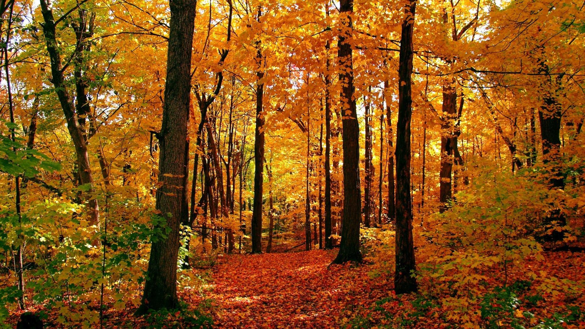 🥇 Landscapes nature trees autumn wallpaper | (13914)