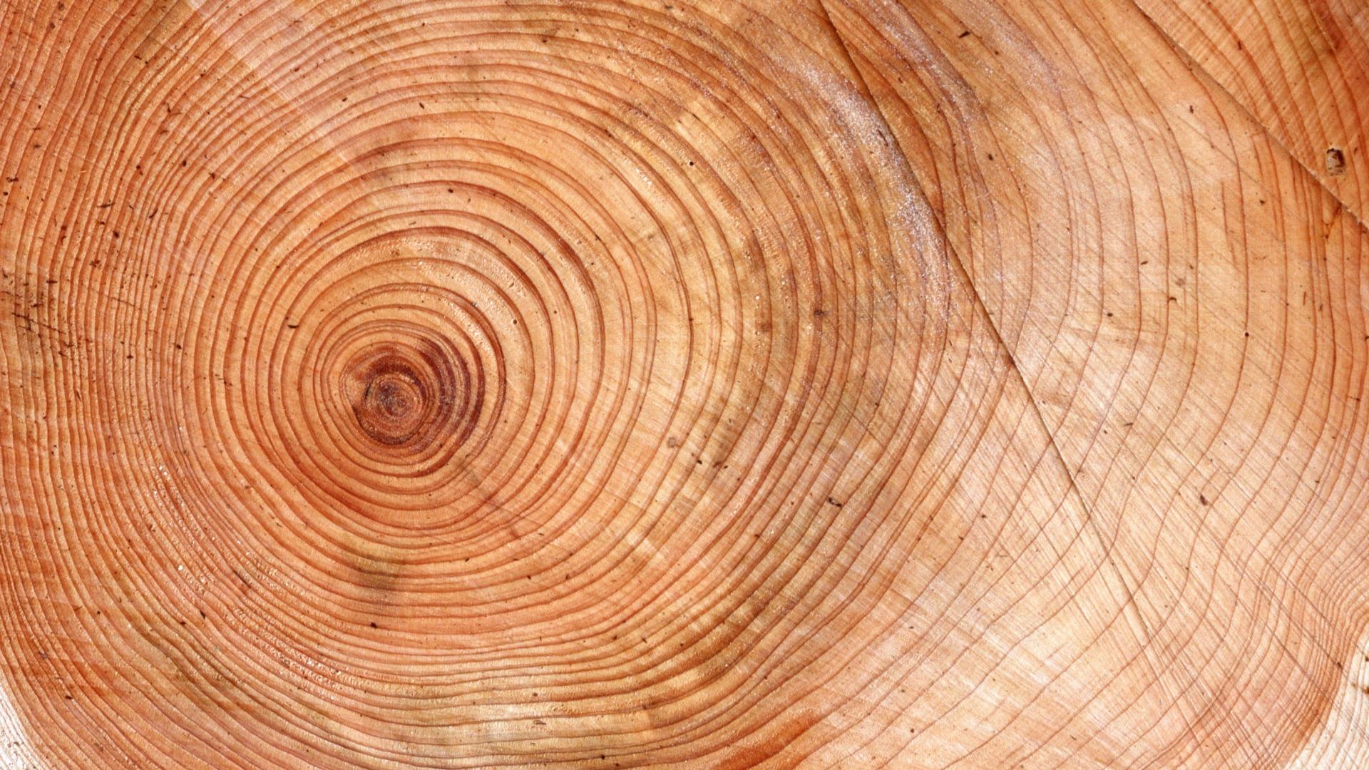 граб текстура древесины