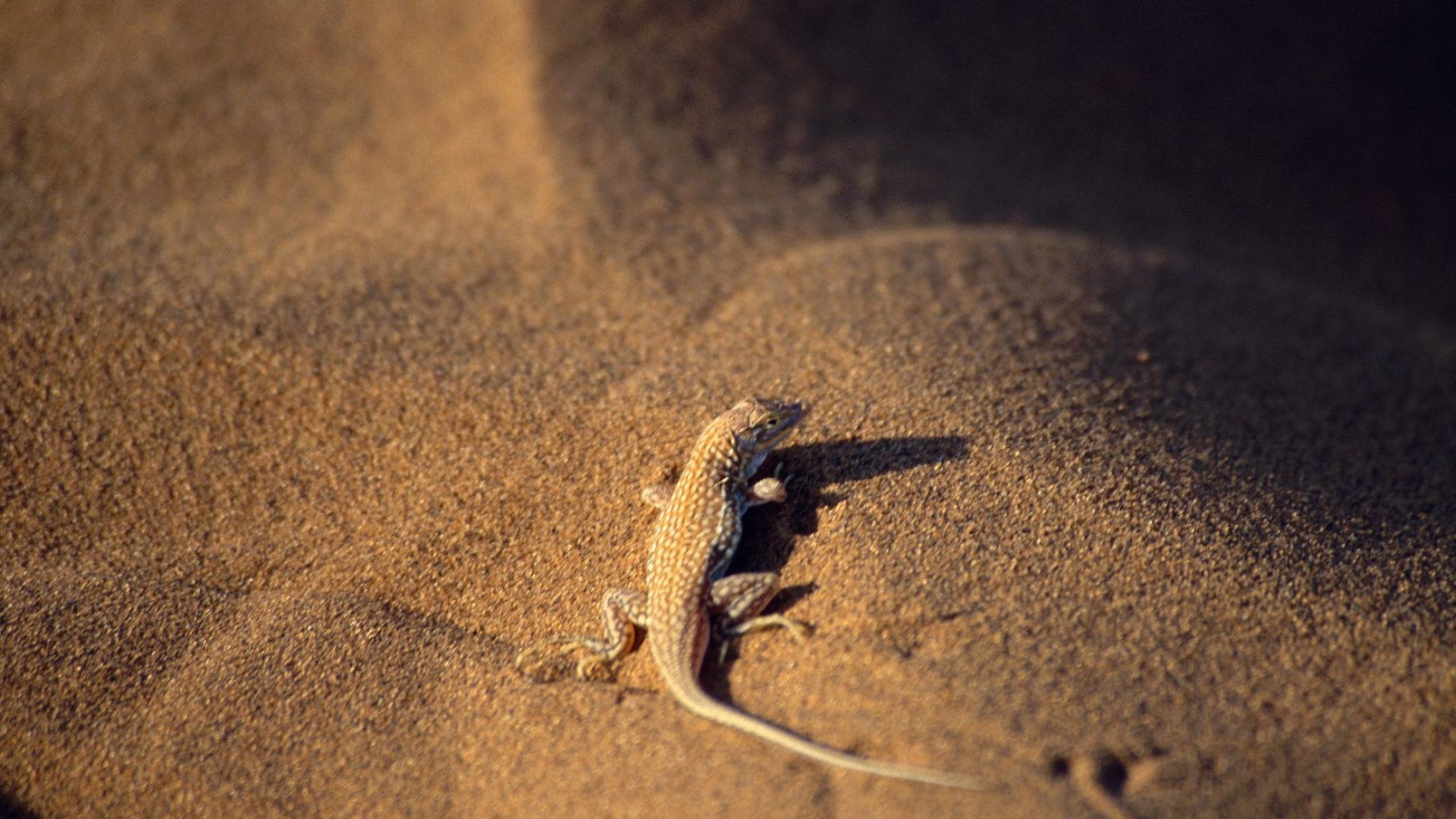 Ящерица в песке