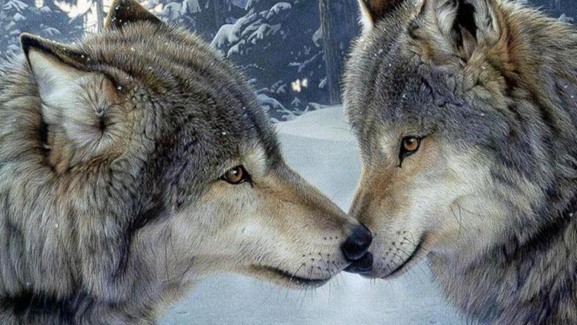 ? Nature winter snow forest animals wolves lobos wallpaper | (109981)
