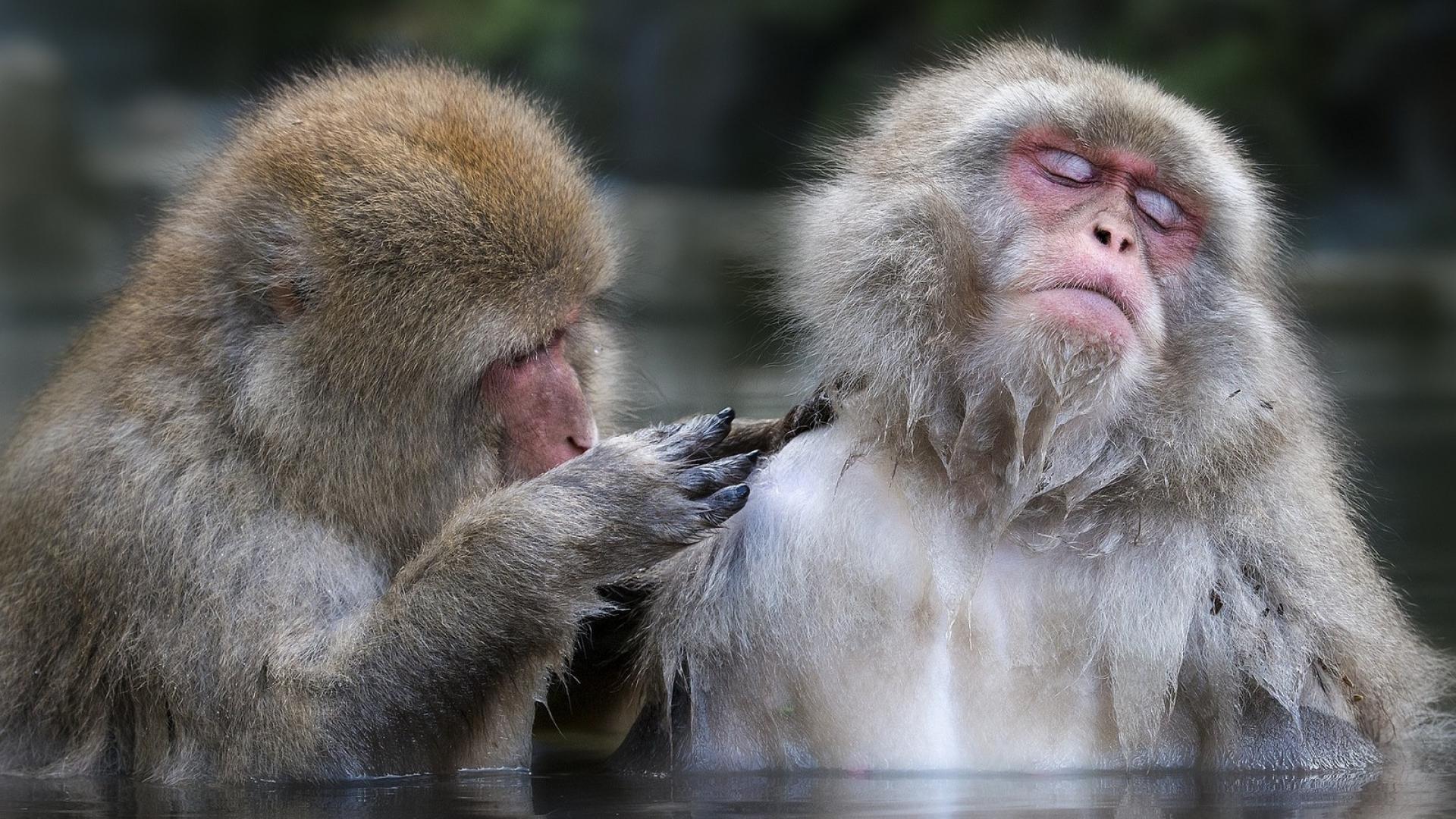 Важная обезьяна. Обезьяны. Прикольные обезьяны. Смешные обезьянки. Фото обезьяны.