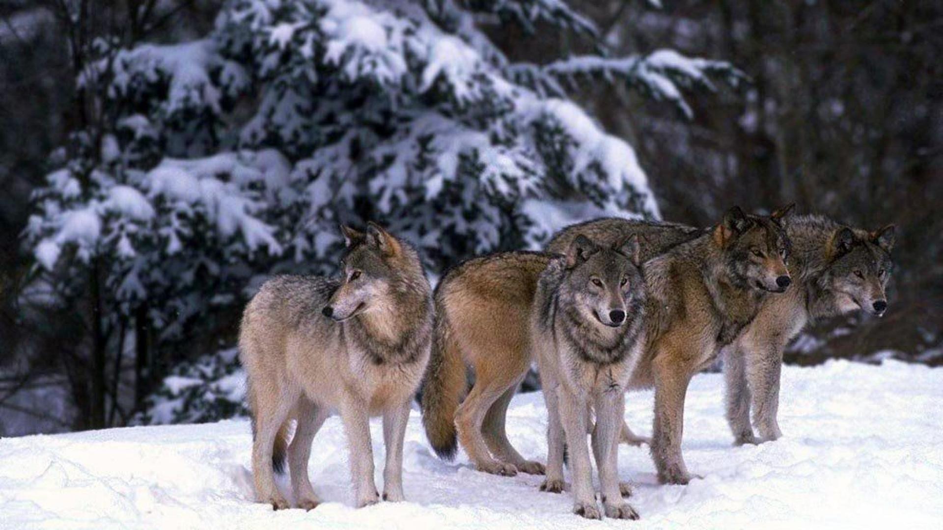 Четверо волков. Волк зимой. Стая Волков. Волк в дикой природе. Стая Волков зимой.