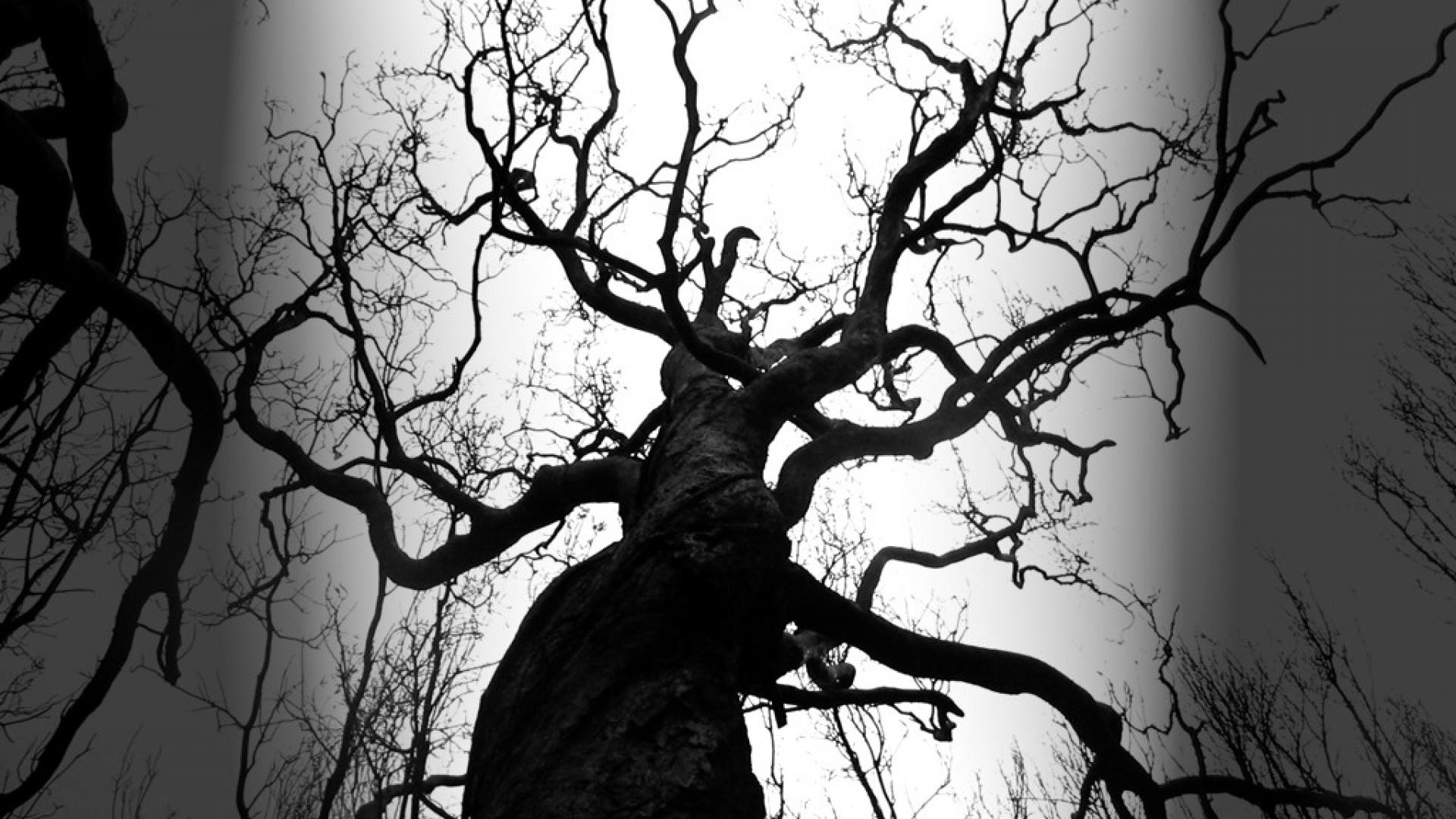 Силуэт старого дерева