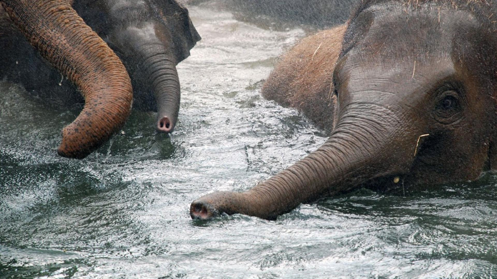 Слон купается. Слоны плавают. Слоненок купается. Слон в воде.