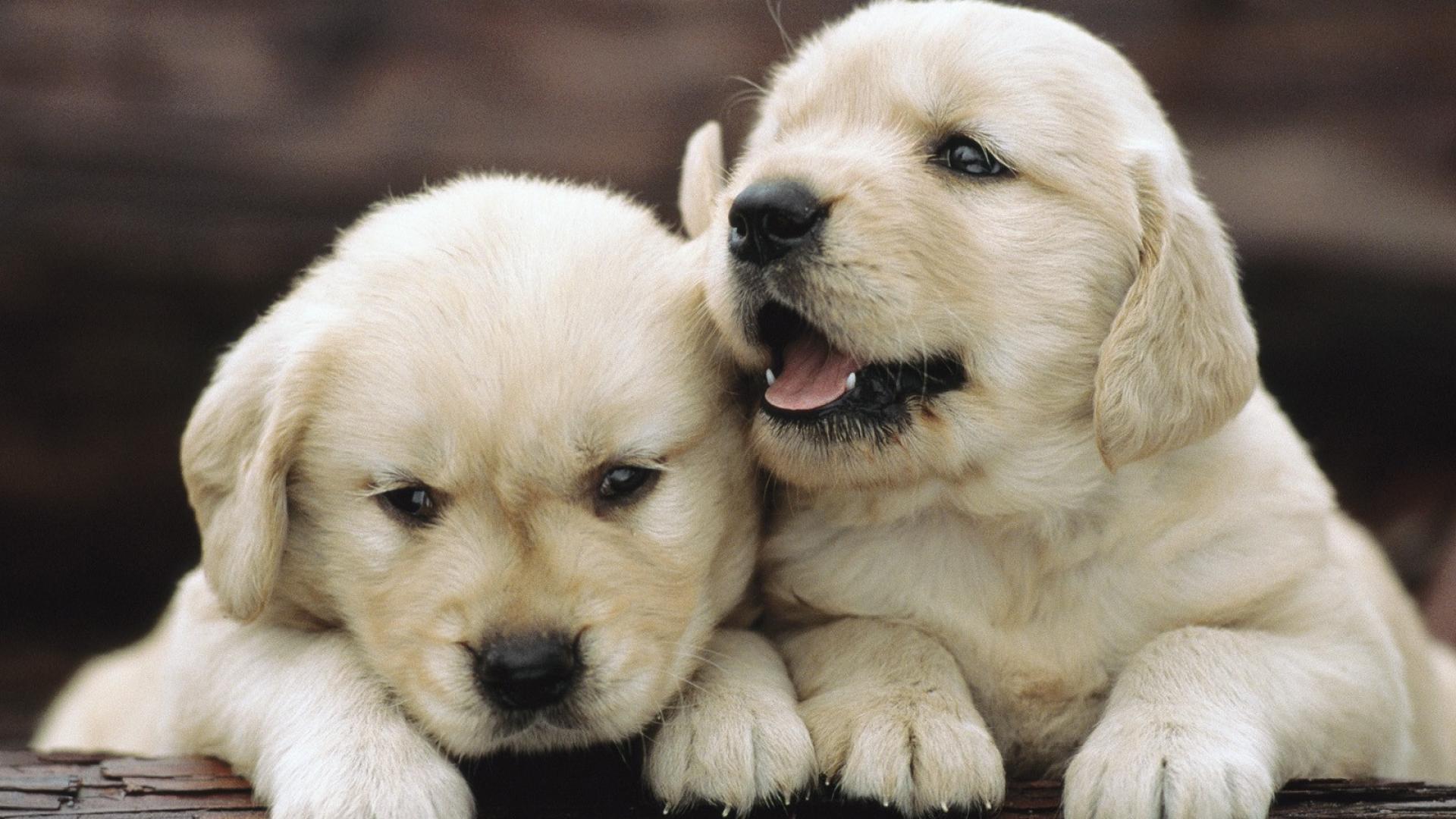 🥇 Puppies golden retriever Wallpaper