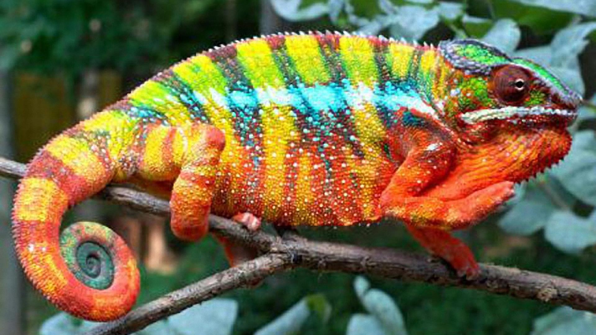 Panther Chameleon Reptile Wallpaper