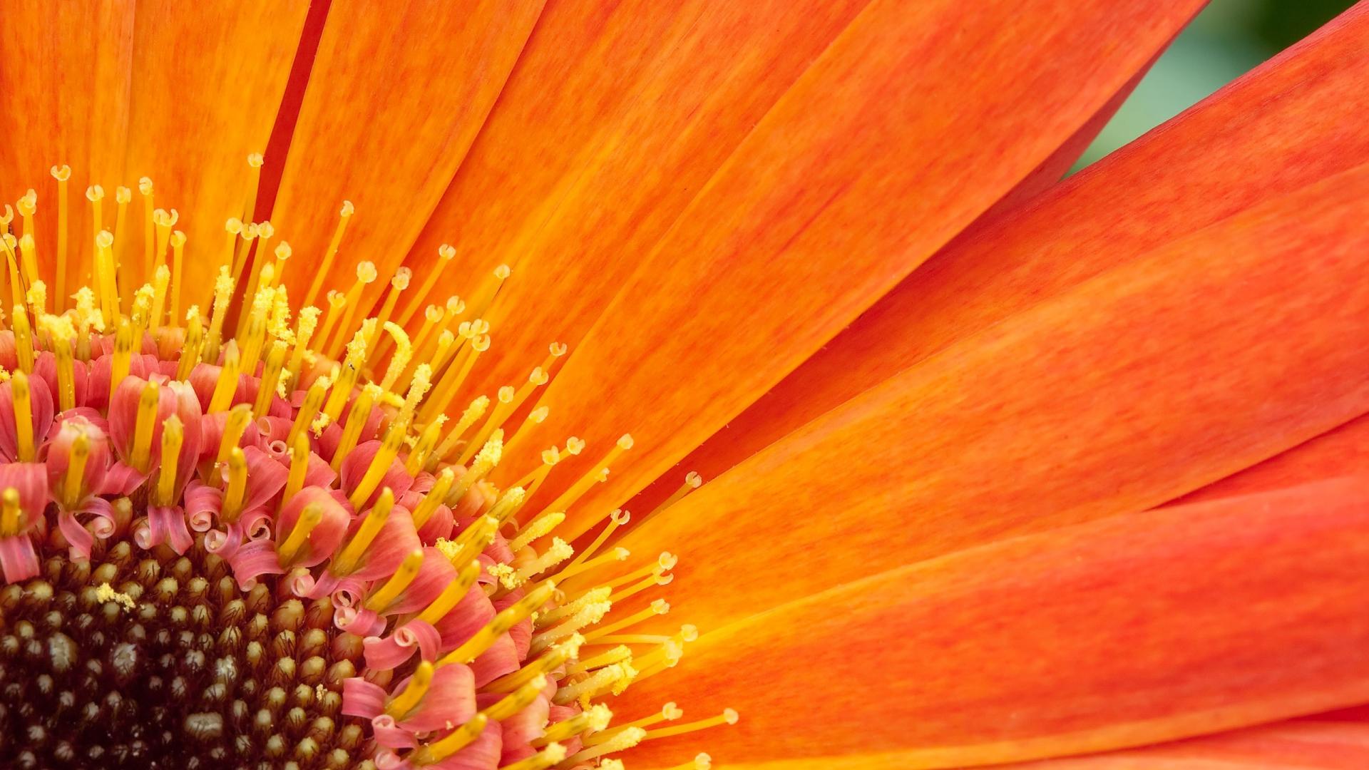 🥇 Flowers macro orange wallpaper | (22634)