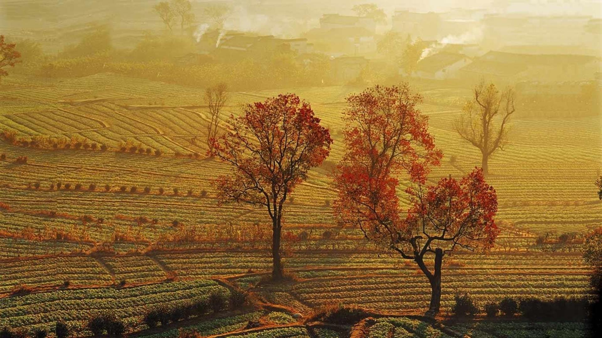 Landscapes china fields sunlight farmland bing wallpaper 