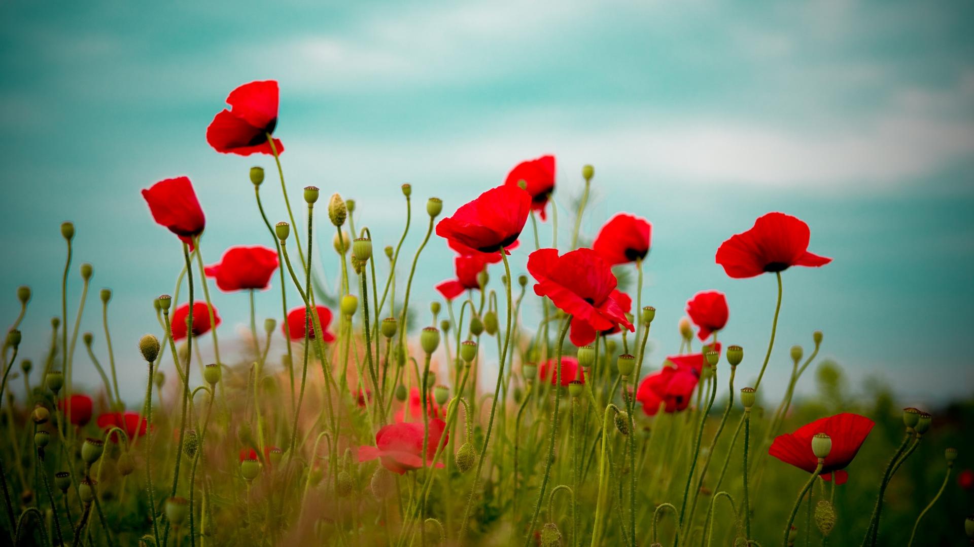 🥇 Nature flowers red poppies wallpaper | (25138)