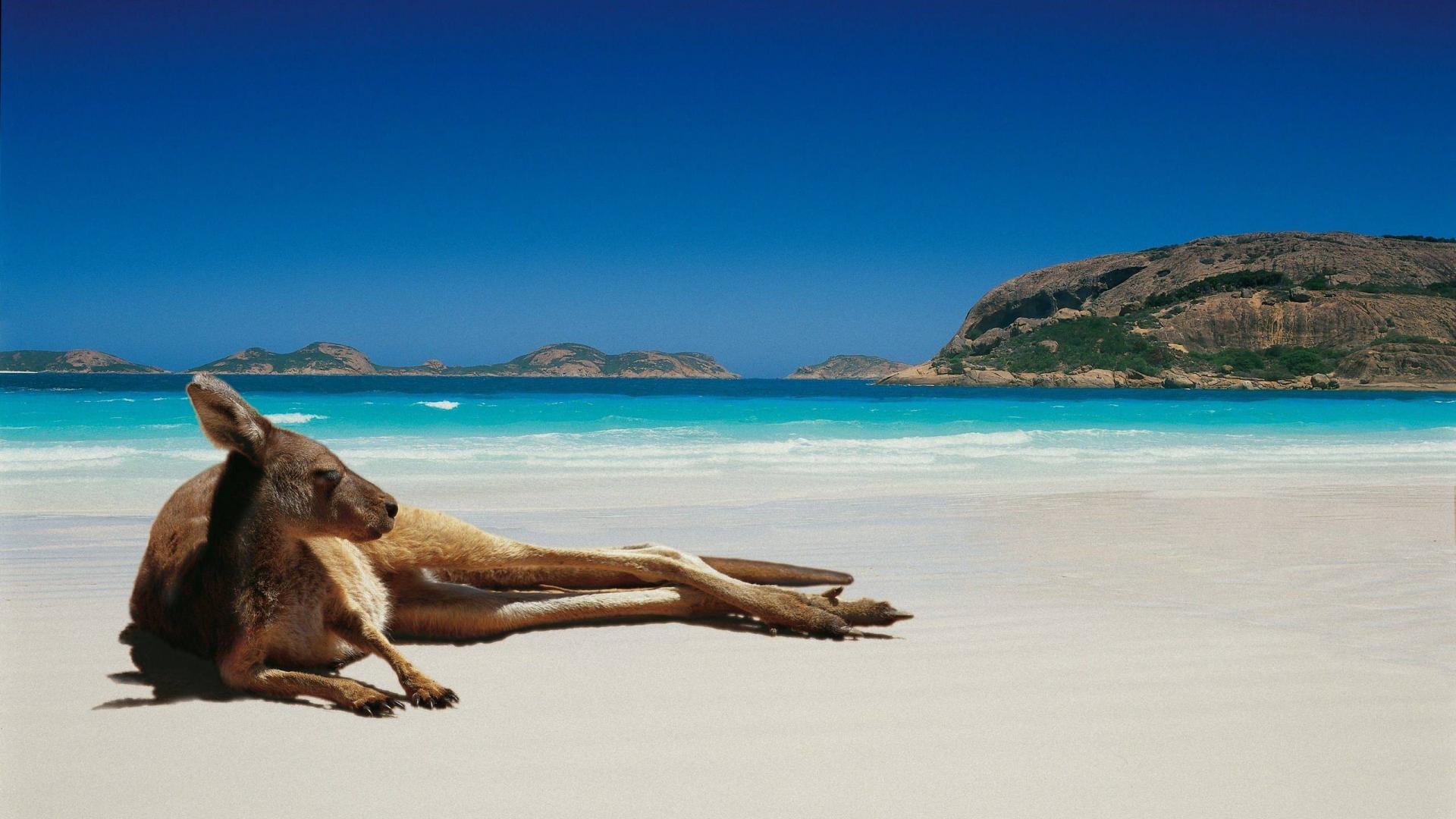 🥇 Australia kangaroos beach Wallpaper