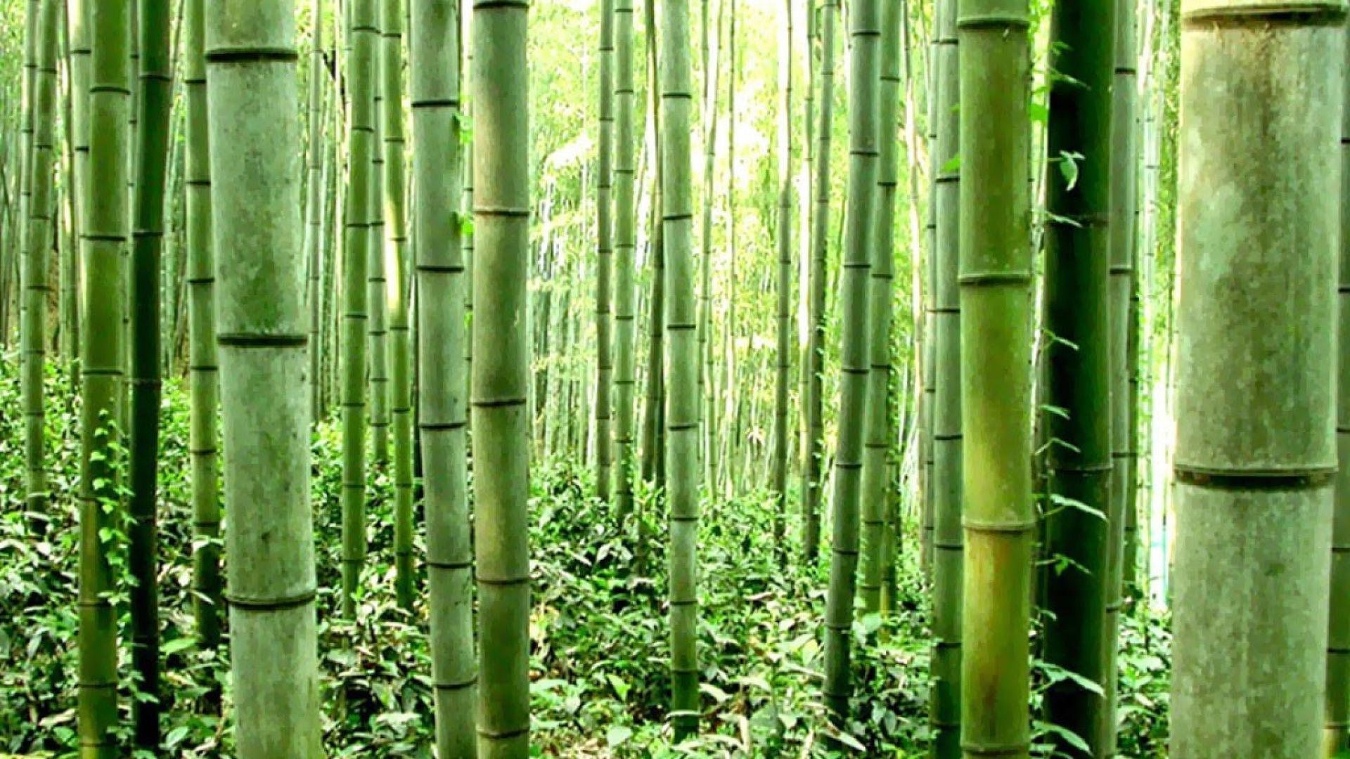 🥇 Bamboo grove wallpaper | (26967)